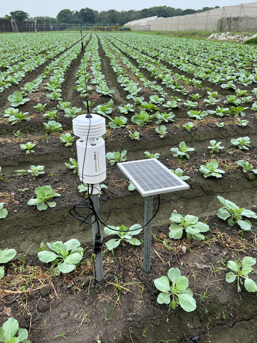 延電 雲林 花椰菜 簡易型氣象站