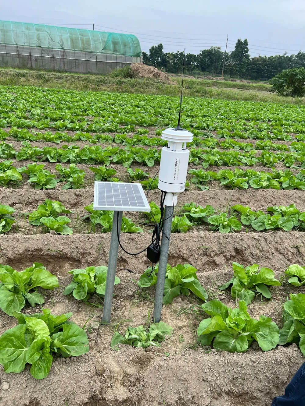 延電 小型氣象站 小農蔬菜種植