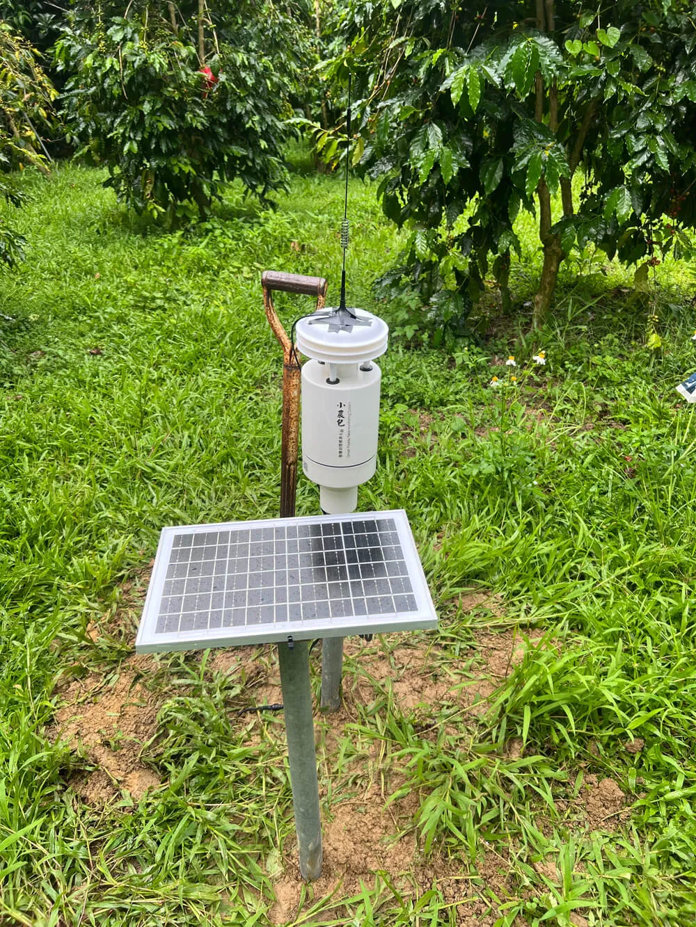 延電 簡易氣象站 咖啡園 葉面濕度感測