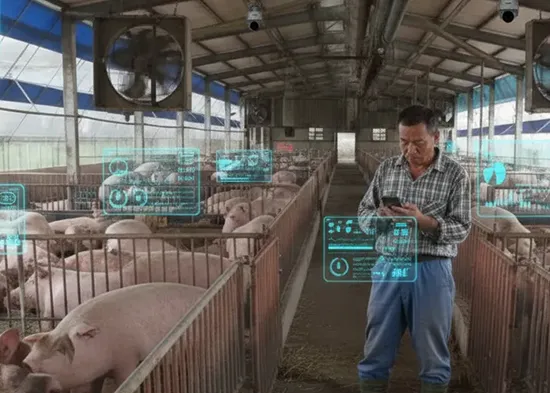 非洲豬瘟來襲，戶外物聯網技術成為養豬業的新防線