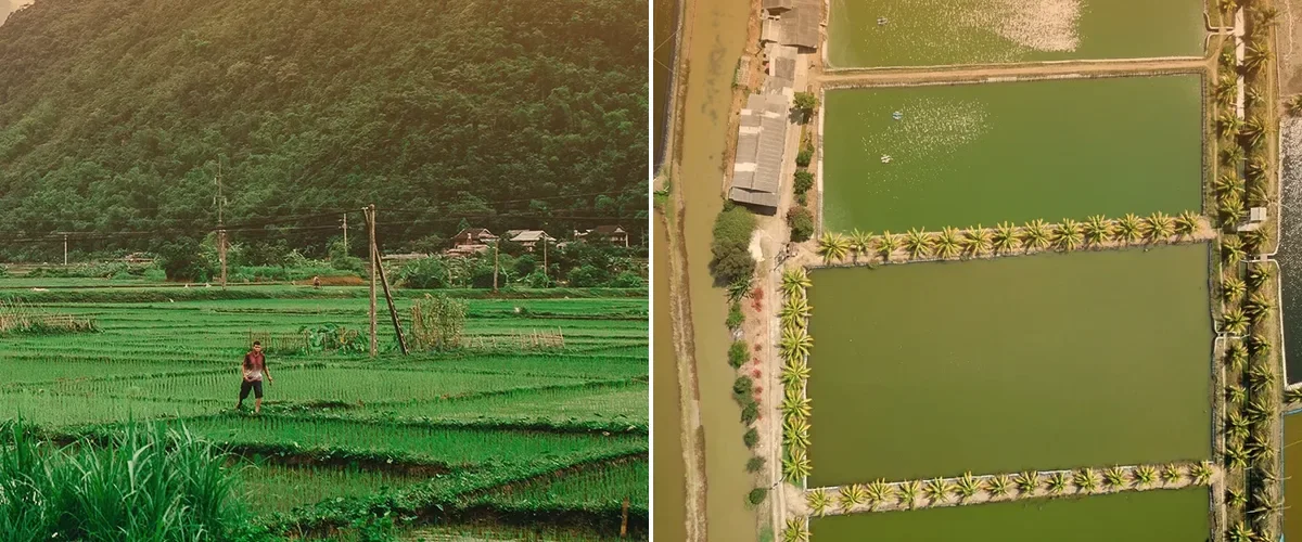 左邊是稻田、右邊是魚塭空拍：2026 年超強聖嬰帶來的乾旱、高溫、暴雨與海洋熱浪，同時考驗種田與養殖